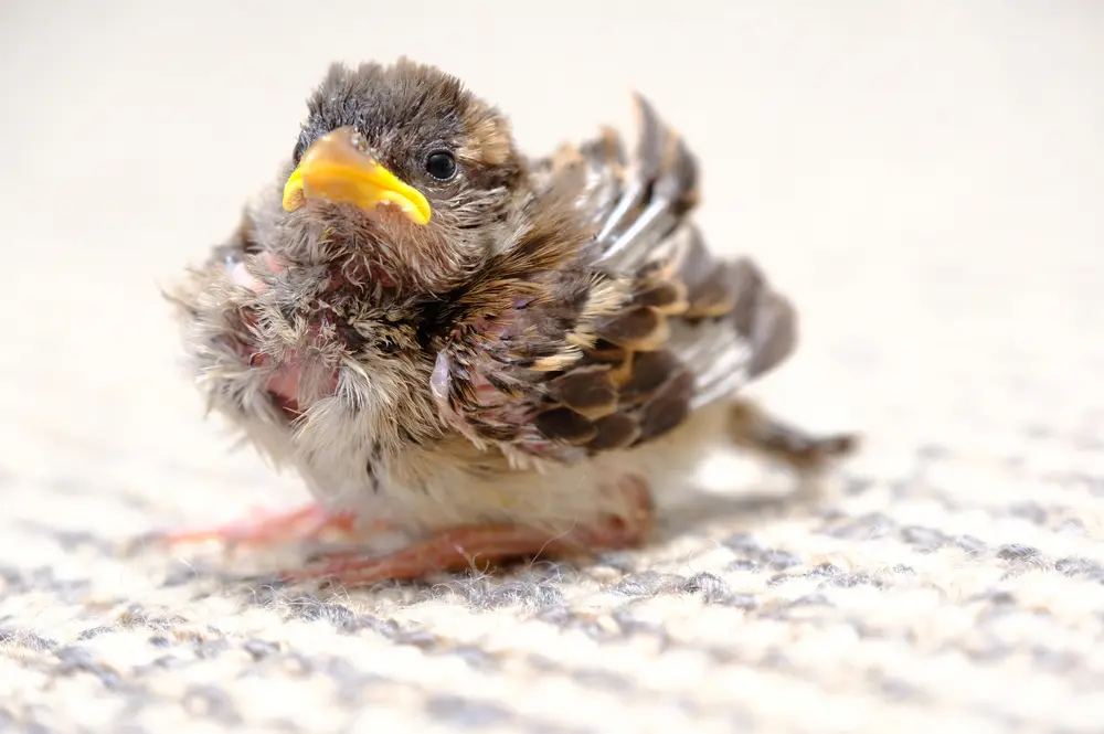 Un oiseau en difficulté ?