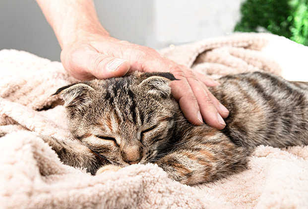 Peau, pelage et oreilles de votre animal : comment détecter les signes d’alerte précoces ?