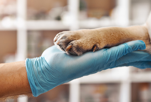 Urgences vétérinaires – Votre animal entre de bonnes mains