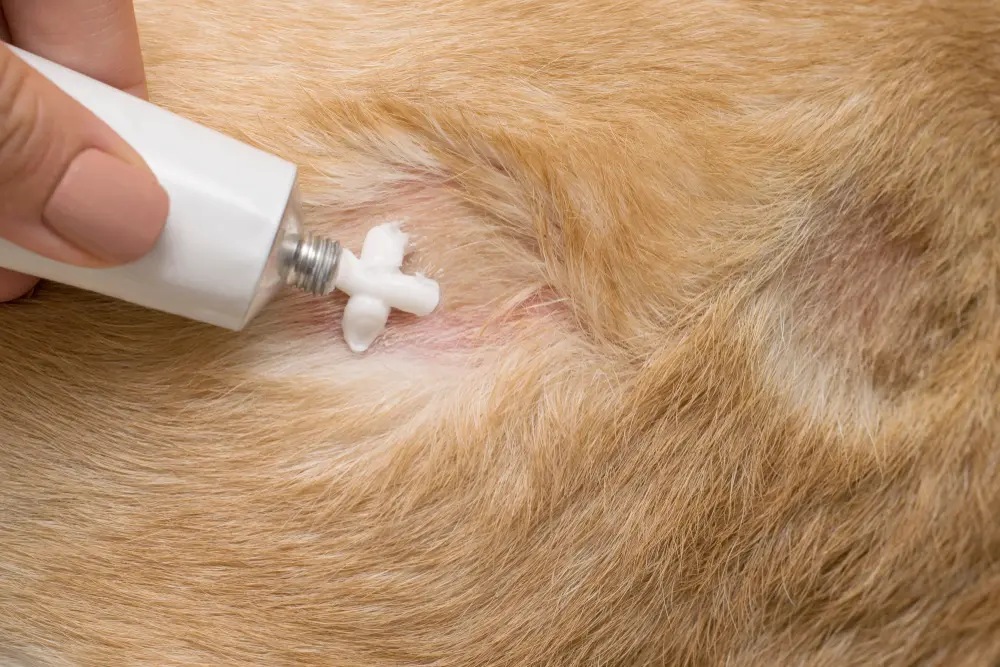 Dermatologie