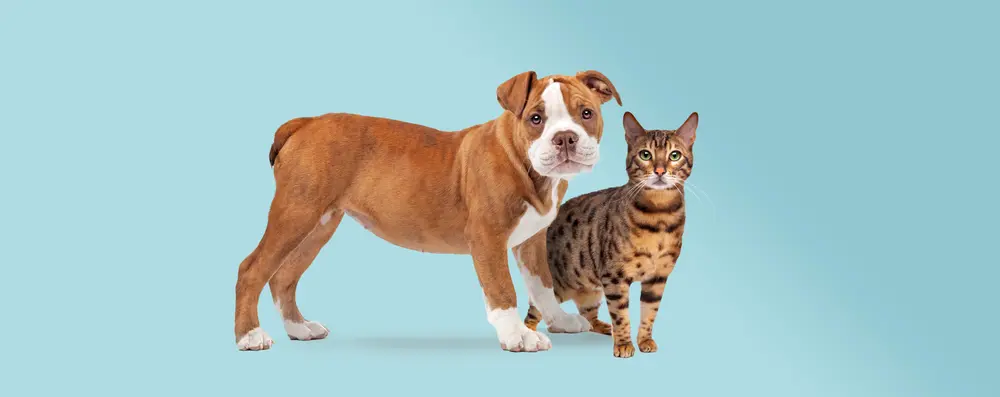 Pour chiens et chats